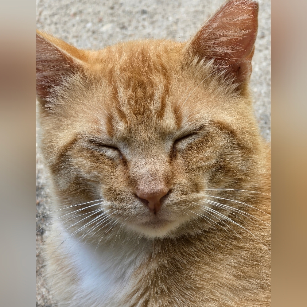 Meet your Posher, Yulma